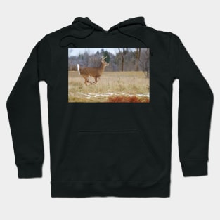 Deer Run - White-tailed deer Hoodie